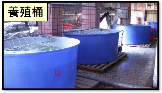 養殖桶